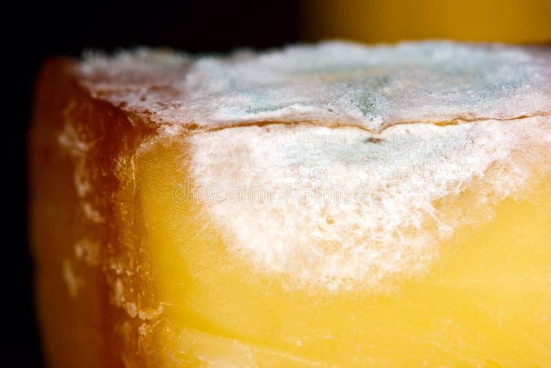 Mouldy cheese stock photo. Image of substance, closeup 14224128