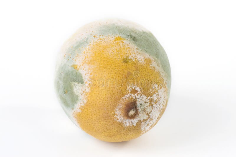 Mouldy Lemon stock photo. Image of orange, mildew, danger 21690054
