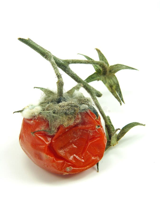 A mouldy rotten tomato.