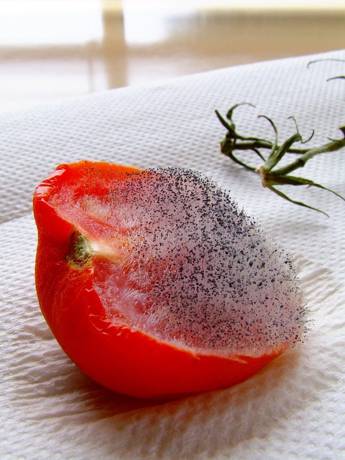 Un mezzo pomodoro, dimenticato in frigo fino a quando è diventato coperti nei corpi fruttiferi del fungo.