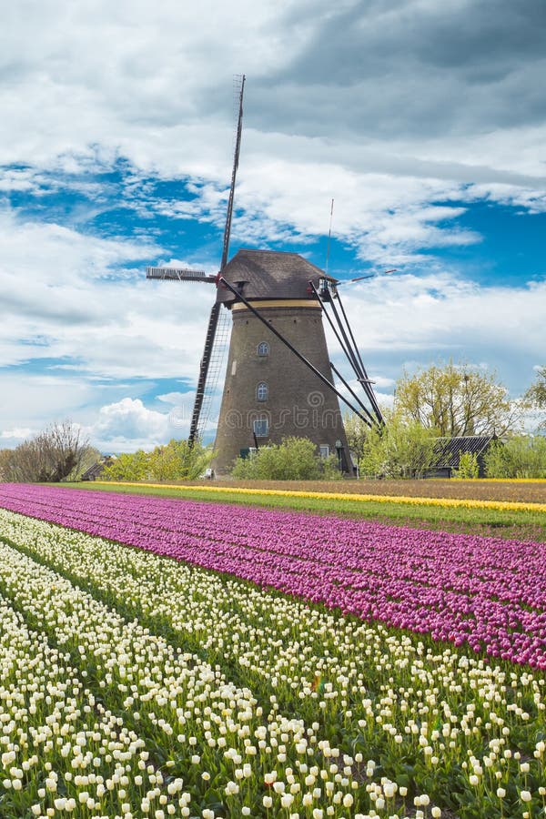 Moulin à vent avec le champ de tulipe en Hollande images stock Moulin à vent avec le champ de tulipe en Hollande images stock