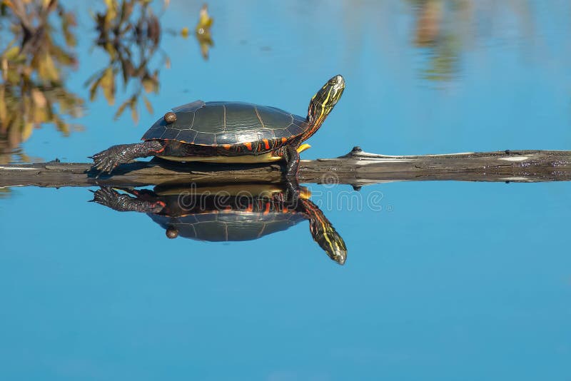 Midland Painted Turtle - Chrysemys picta marginata