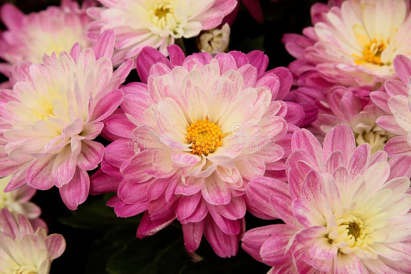 A Mound of Potted Garden Mums Growing Stock Photo Image of shrub