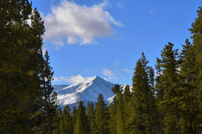 Lodgepole Piness Stock Photos Free & RoyaltyFree Stock Photos from