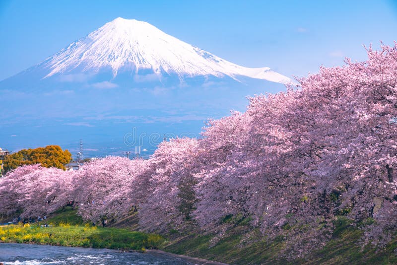 Mount Fuji Mt. Fuji with Sakura Cherry Blossom at the River in the ...