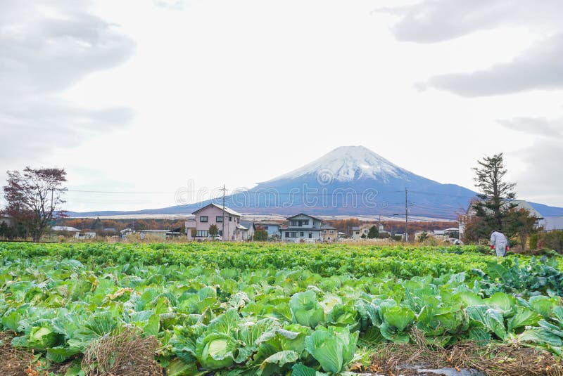 Mount Fuji at Lake Yamanaka in the autumn season of Japan royalty free stock photo Mount Fuji at Lake Yamanaka in the autumn season of Japan royalty free stock photo