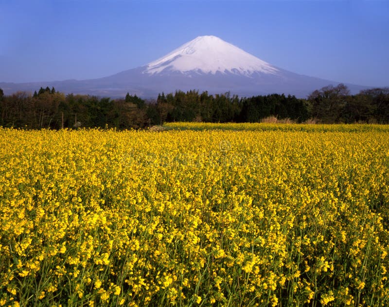 Mount Fuji XXVI