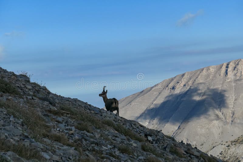 Mount Olympus - Wild mountain goat (chamois) on Mount Olympus (Mytikas, Skala, Stefani) in Mt Olympus National Park, Thessaly