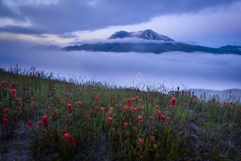 Mount St. Helens in Morning Fog with wild flowers, Washington, USA