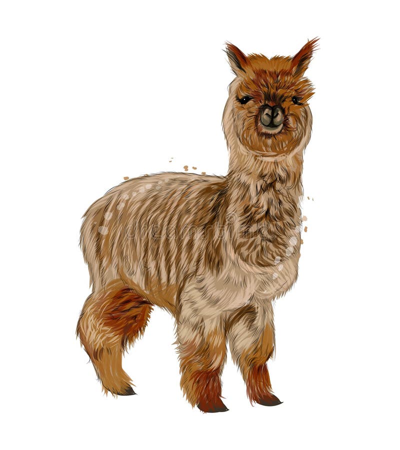 Realistic Alpaca Drawing Stock Illustrations – 127 Realistic Alpaca ...