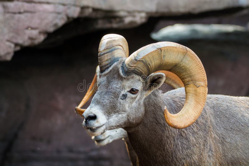 78,422 Mountain Animals Stock Photos - Free & Royalty-Free Stock Photos  from Dreamstime