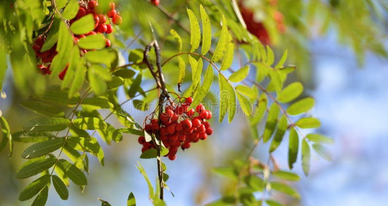 Mountain ash