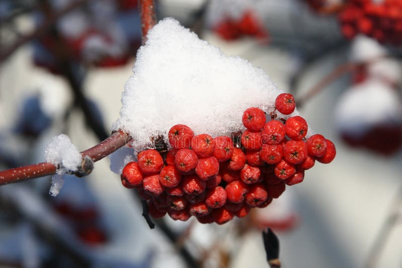 Winter mountain ash stock image. Image of north, medicinal - 16300865