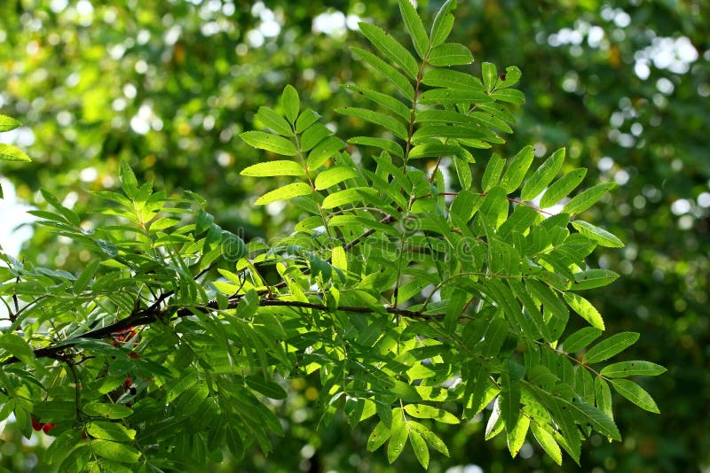 Mountain ash branch stock photos Mountain ash branch stock photos
