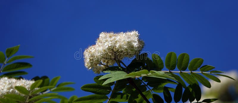 Mountain ash flowers stock image. Image of chernozem - 250906491