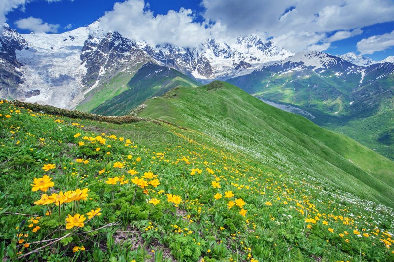Flowers in Alpine meadow stock photo. Image of peaks - 11816194