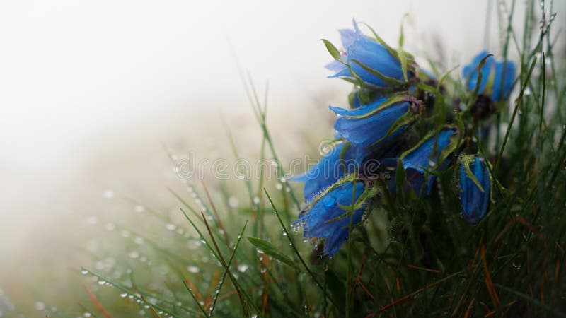 Mountain bell flowers covered in raindrops