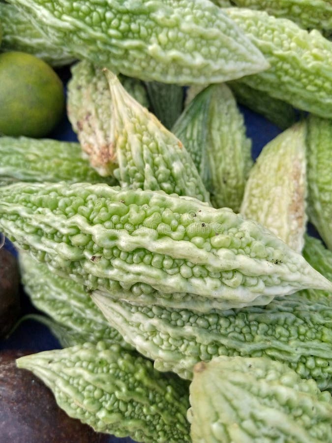 Mountain Bitter Gourd is a Type of Vegetable that is Very Bitter Stock