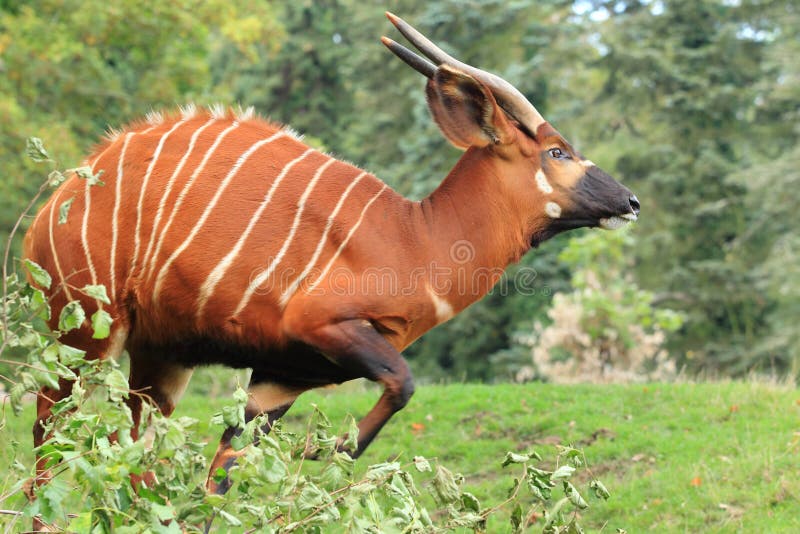 Mountain bongo