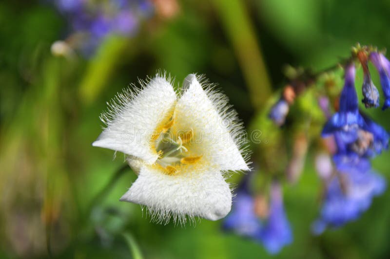 Mountain Cat’s ear stock image. Image of lily, usacalochortus 32913015