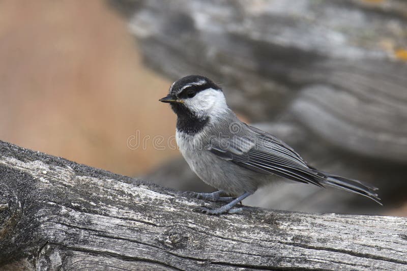 Mountain Chickadee Cheeseburger Bird Stock Photos Free & RoyaltyFree