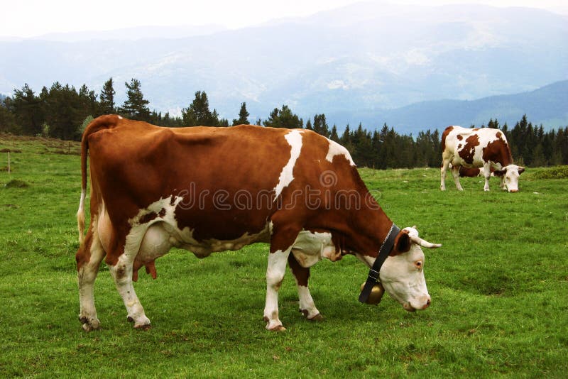 Mountain cows