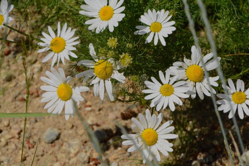 Colorado mountain daisies stock image. Image of wildflowers 4233495