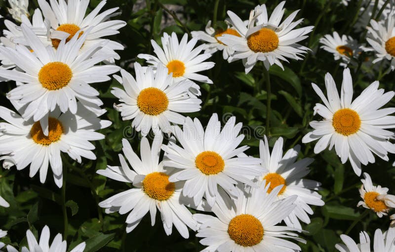 Mountain Daisies with White Petals Stock Photo Image of petal, white