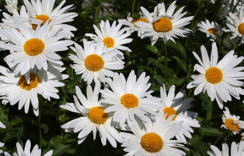 Mountain Daisies with White Petals Stock Photo - Image of petal, white ...