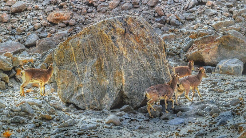 Mountain Deer Found in Ladakh Stock Photo - Image of wildlife, stone:  163265908