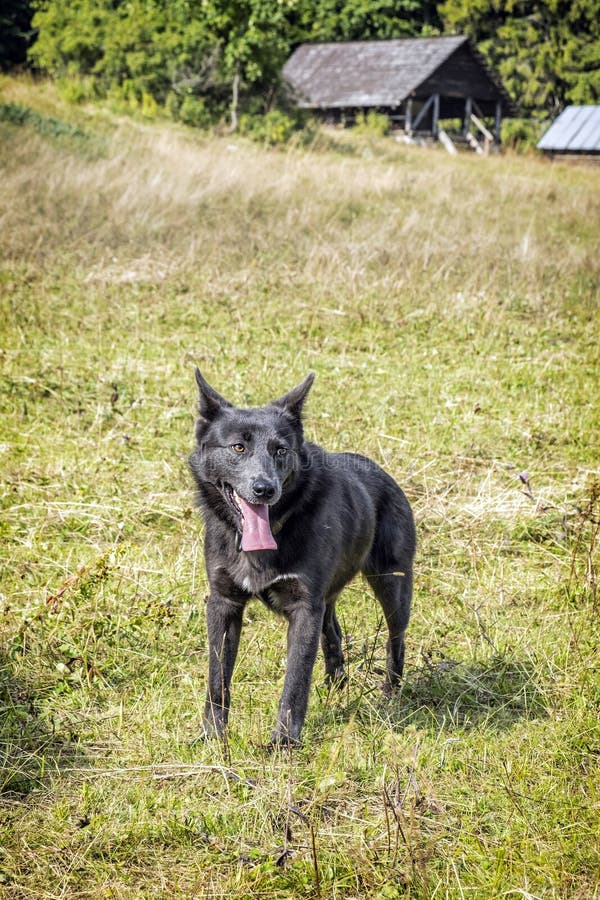 Mountain dog, Muran plain, Slovakia