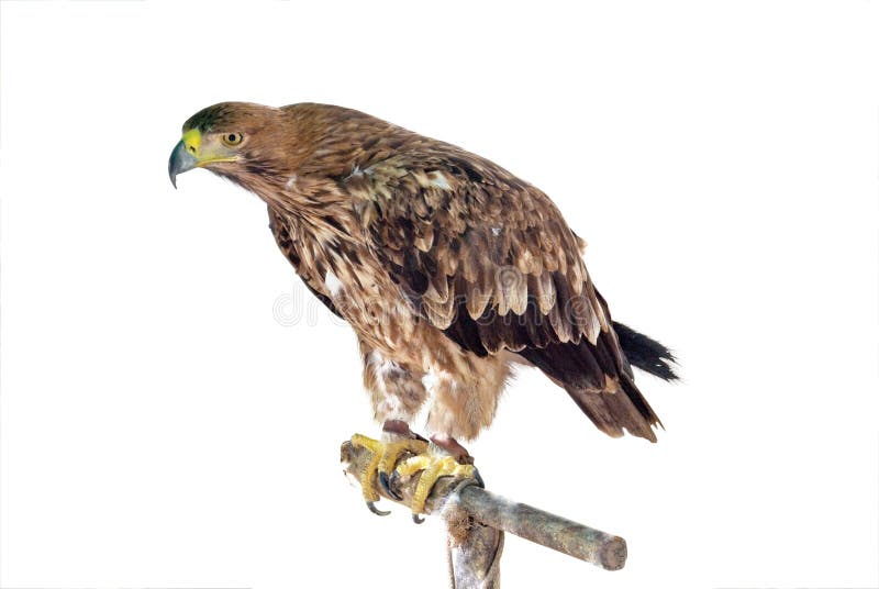 Mountain Eagle Stock Image Biology Diagrams