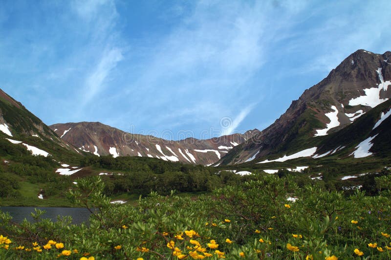 Mountain flowers.