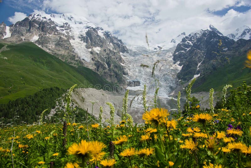 Mountain flowers royalty free stock photography