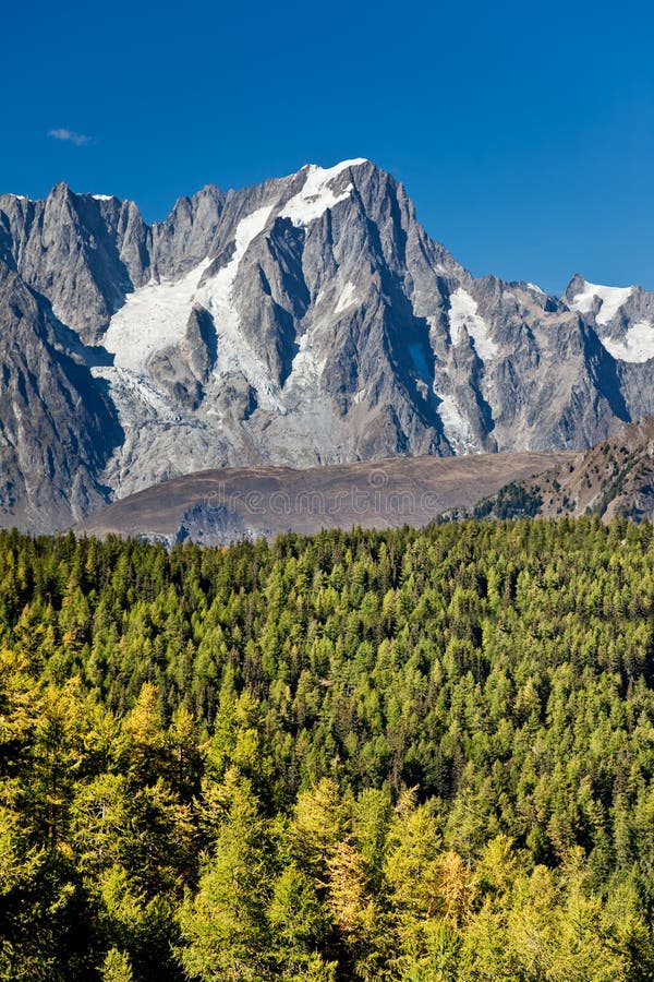 Mountain forest