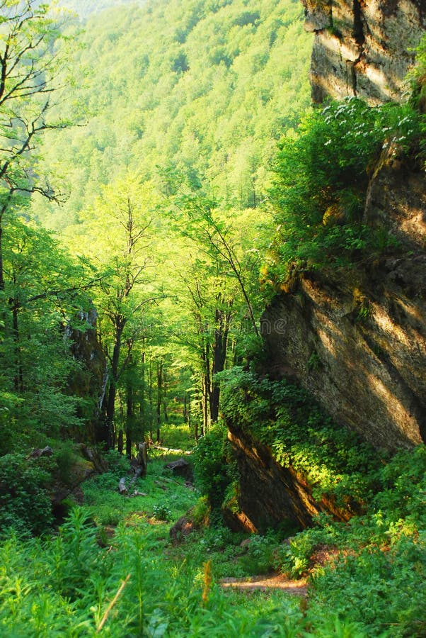 Mountain forest