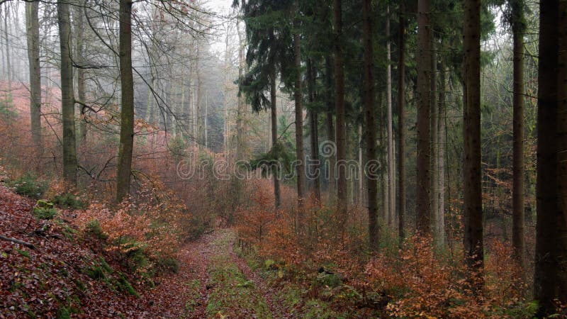 Mountain Forest