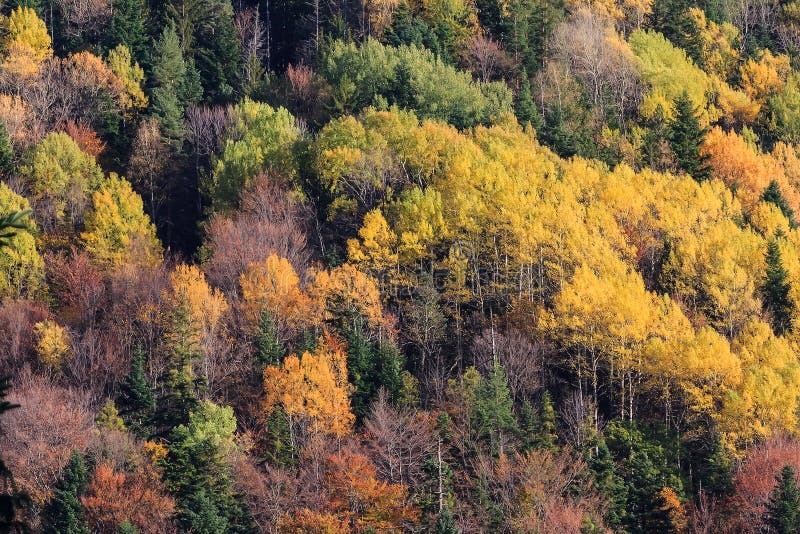 Mountain forest in autumn color trees texture background