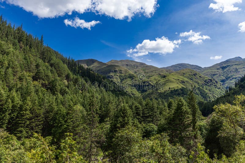 Mountain forest of Bolivia stock photo. Image of bolivia 37382718