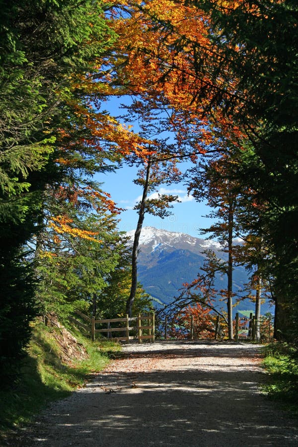 Mountain Forest Path royalty free stock photography