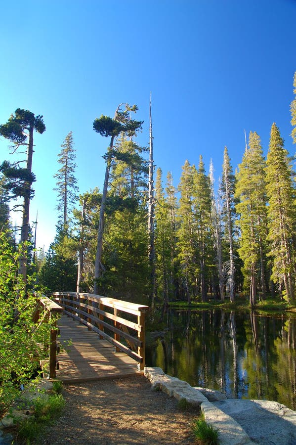 Mountain forest in spring