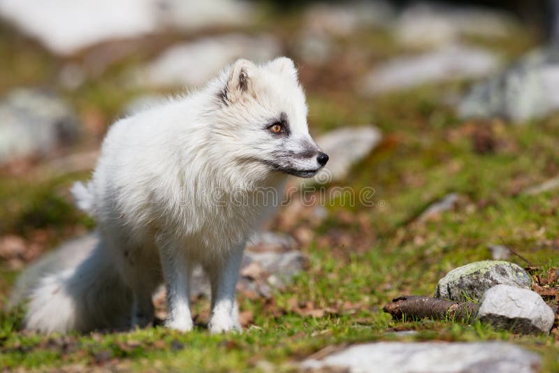 Mountain Fox stock photo. Image of environment, wild - 39255226