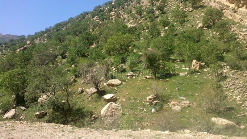 Mountain with full of tree