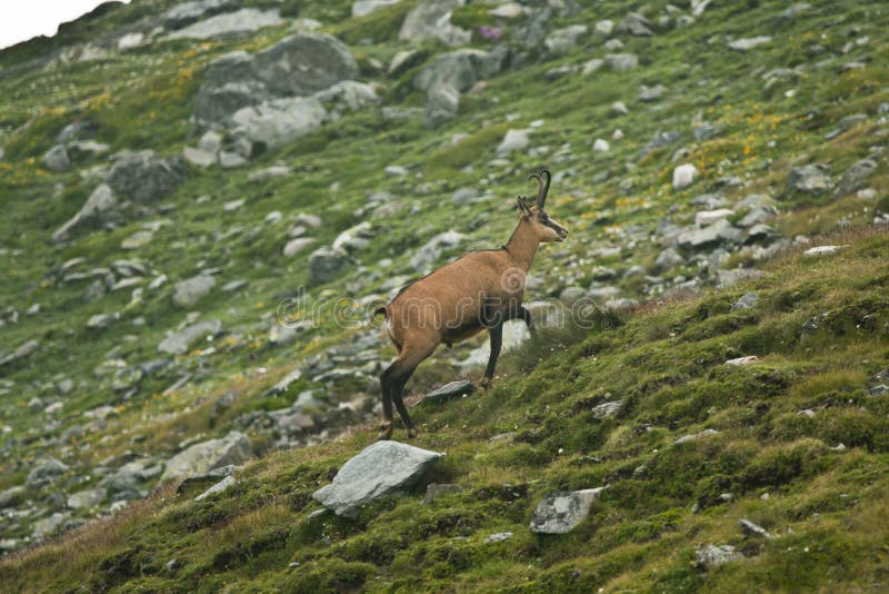 Mountain Goat