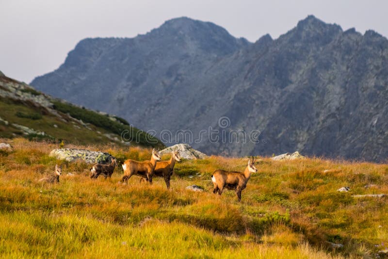 Mountain goat alias Rupicapra Rupicapra Tatrica in High Tatras, Slovakia. On the way to very famous peak Krivan with height 2494 m