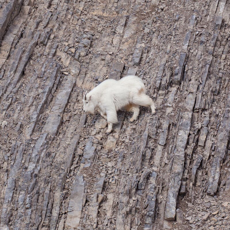 Mountain Goat Climbing