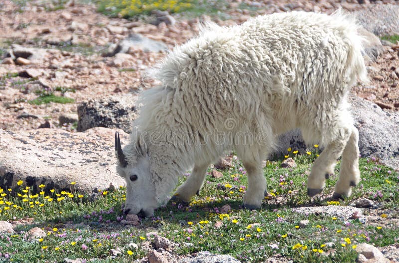 Mountain goat grazing