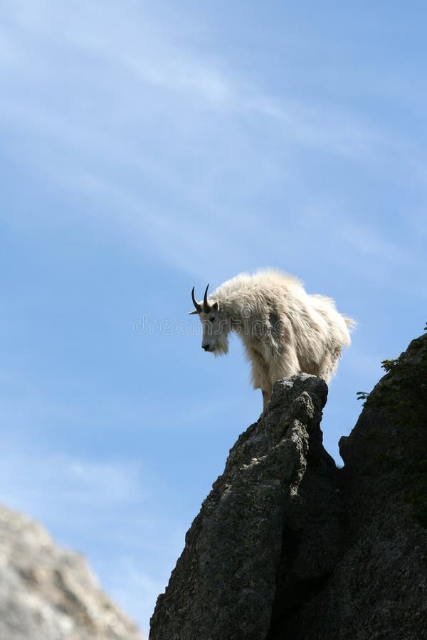 Mountain Goat on Harney Peak Spire