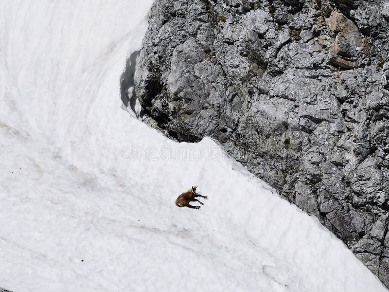 Mountain Goat Laying on Snow in Mountains Stock Image Image of