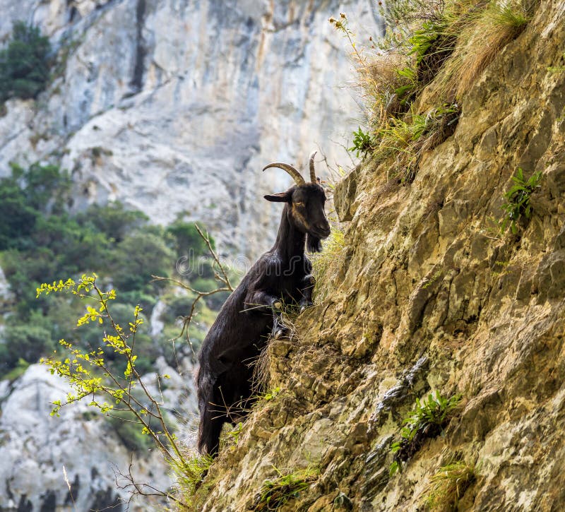Mountain goat in the mountains of Picos de Europa, Spain royalty free stock photography Mountain goat in the mountains of Picos de Europa, Spain royalty free stock photography